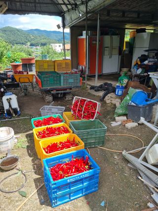 고추일등품종칼라병에님의 고추 · 영농일지 작성글 사진