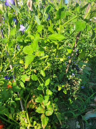 텃밭농사님의 자유주제 · 자유게시판 작성글 사진