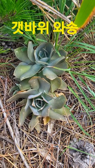 장철식님의 자유주제 · 자유게시판 작성글 사진