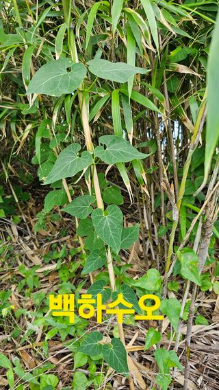 장철식님의 자유주제 · 자유게시판 작성글 사진