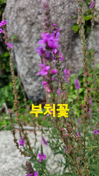 장철식님의 자유주제 · 자유게시판 작성글 사진