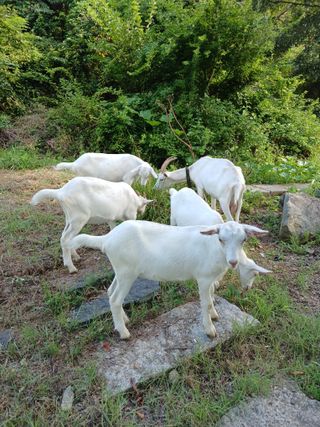 공주카페무릉농원님의 자유주제 · 자유게시판 작성글 사진