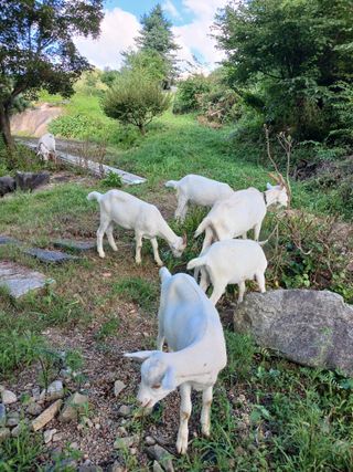 공주카페무릉농원님의 자유주제 · 자유게시판 작성글 사진