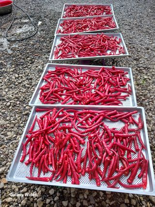 덕촌님의 고추 · 영농일지 작성글 사진