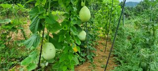 보미농장님의 자유주제 · 자유게시판 작성글 사진