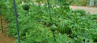 보미농장님의 자유주제 · 자유게시판 작성글 사진