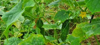 보미농장님의 자유주제 · 자유게시판 작성글 사진