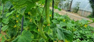 보미농장님의 자유주제 · 자유게시판 작성글 사진