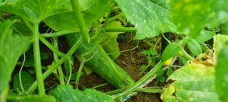 보미농장님의 자유주제 · 자유게시판 작성글 사진