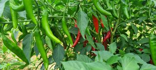 보미농장님의 자유주제 · 자유게시판 작성글 사진