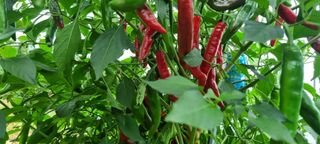 보미농장님의 자유주제 · 자유게시판 작성글 사진