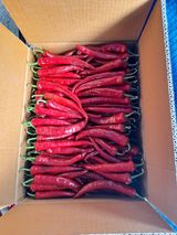 팜모닝 고추·영농일지 게시글 이미지