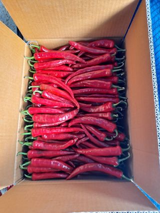 날마다청춘님의 고추 · 영농일지 작성글 사진