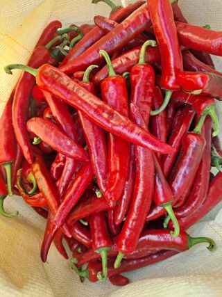 날마다청춘님의 고추 · 영농일지 작성글 사진