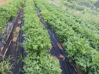 정옥자님의 자유주제 · 자유게시판 작성글 사진