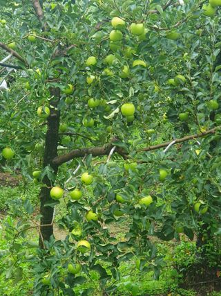 사과짱님의 자유주제 · 자유게시판 작성글 사진