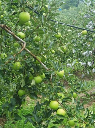 사과짱님의 자유주제 · 자유게시판 작성글 사진