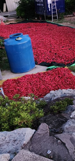 고추농사 정 미라님의 자유주제 · 자유게시판 작성글 사진