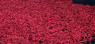 고추농사 정 미라님의 자유주제 · 자유게시판 작성글 사진