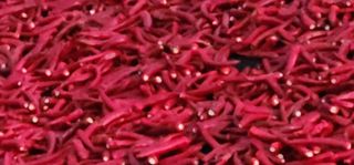 고추농사 정 미라님의 자유주제 · 자유게시판 작성글 사진