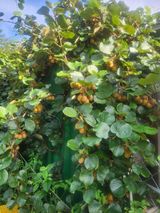 팜모닝 기타작물·영농일지 게시글 이미지