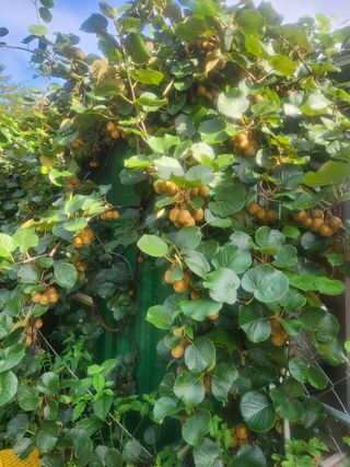 김영명님의 기타작물 · 영농일지 작성글 사진