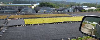 Tree100님의 기타작물 · 영농일지 작성글 사진