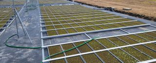 Tree100님의 기타작물 · 영농일지 작성글 사진