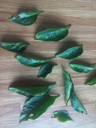 고라실아낙님의 고추 · 병해충상담 작성글 사진