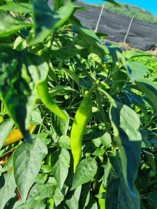 태풍한가름님의 자유주제 · 자유게시판 작성글 사진