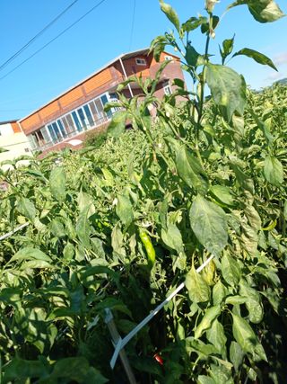 김강헌님의 고추 · 병해충상담 작성글 사진