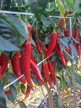 팜모닝 고추·영농일지 게시글 이미지