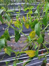 팜모닝 농사, 무엇이든 물어보세요!·참여글 게시글 이미지