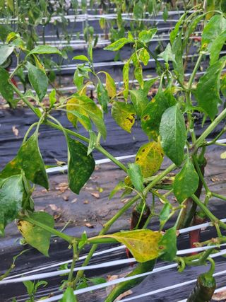 정은채74님의 농사, 무엇이든 물어보세요! · 참여글 작성글 사진