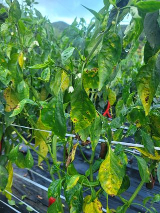 정은채74님의 농사, 무엇이든 물어보세요! · 참여글 작성글 사진