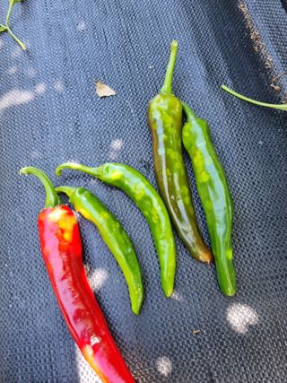 배추님의 농사, 무엇이든 물어보세요! · 참여글 작성글 사진
