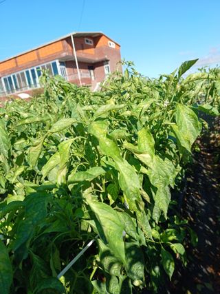 김강헌님의 고추 · 병해충상담 작성글 사진