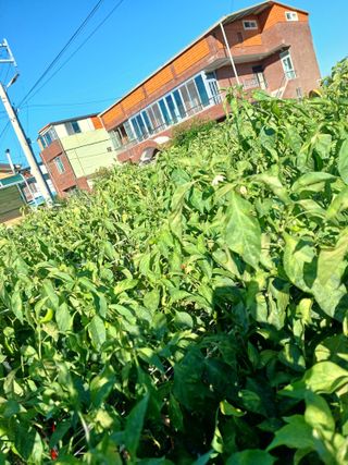 김강헌님의 고추 · 병해충상담 작성글 사진