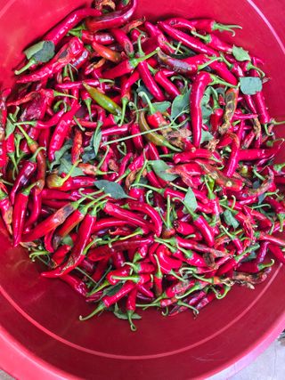 전병대님의 고추 · 병해충상담 작성글 사진