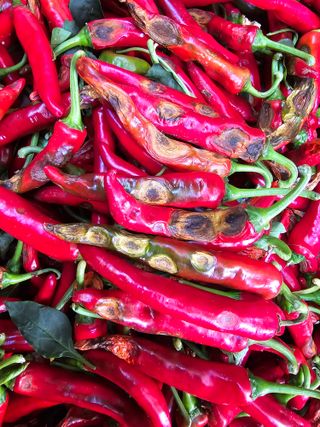 전병대님의 고추 · 병해충상담 작성글 사진