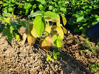 금우님의 콩 · 병해충상담 작성글 사진