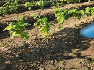 금우님의 콩 · 병해충상담 작성글 사진