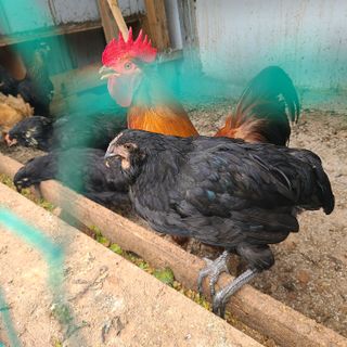 철우(이철우)님의 자유주제 · 자유게시판 작성글 사진