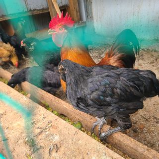 철우(이철우)님의 자유주제 · 자유게시판 작성글 사진