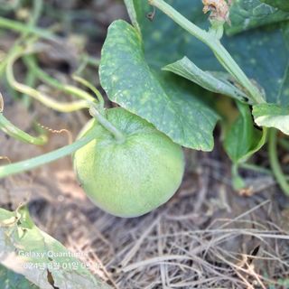 (복조리농장)김찬두님의 자유주제 · 자유게시판 작성글 사진