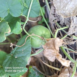 (복조리농장)김찬두님의 자유주제 · 자유게시판 작성글 사진