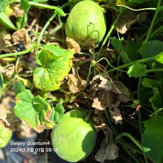 (복조리농장)김찬두님의 자유주제 · 자유게시판 작성글 사진