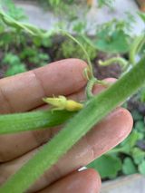 팜모닝 호박·병해충상담 게시글 이미지