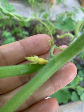 서울송파김경은님의 호박 · 병해충상담 작성글 사진