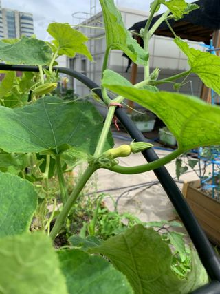 서울송파김경은님의 호박 · 병해충상담 작성글 사진